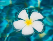 БЛАЖЕНСТВО