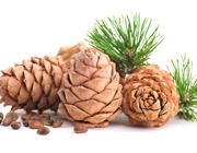 Кедровая бочка