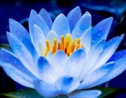 ВОЗРОЖДЕНИЕ